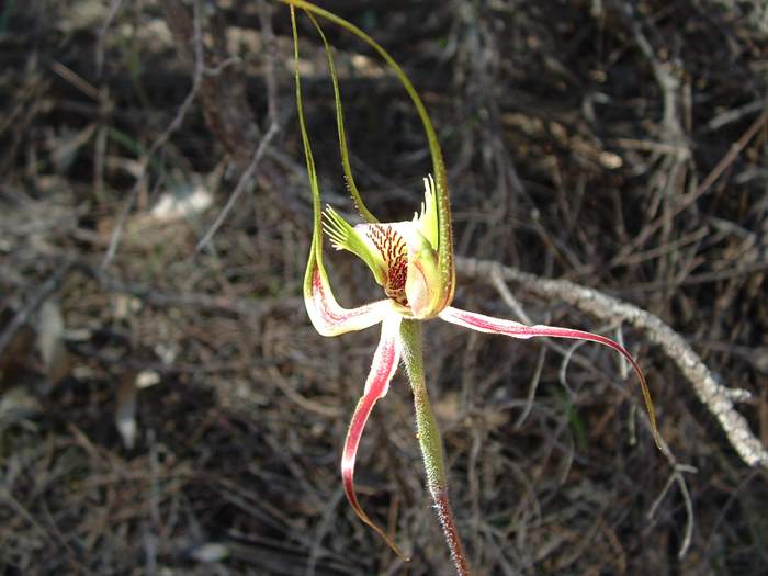 Caladenia - orchidaceae_spider7.jpg